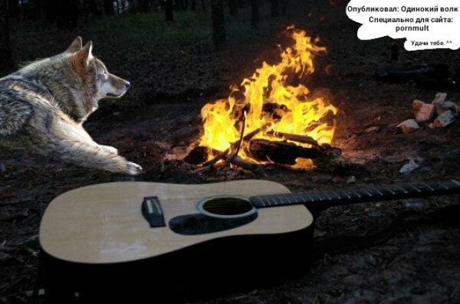 Одна ночь из жизни оборотня