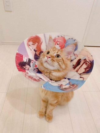 Влечение Хо!